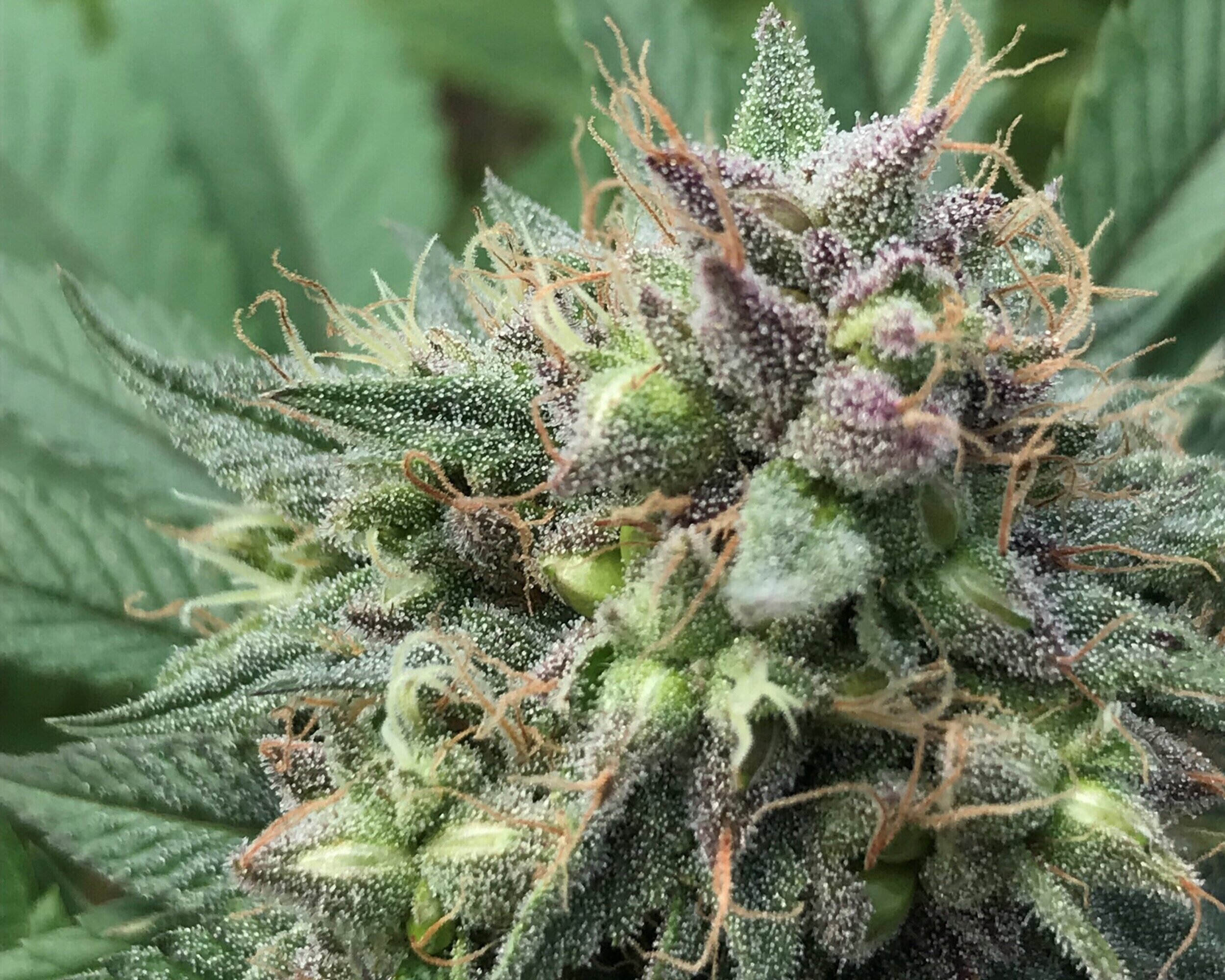 Wie Tropicana Cherry Strain den Geschmack neu definiert